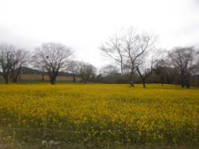 菜の花見学の写真